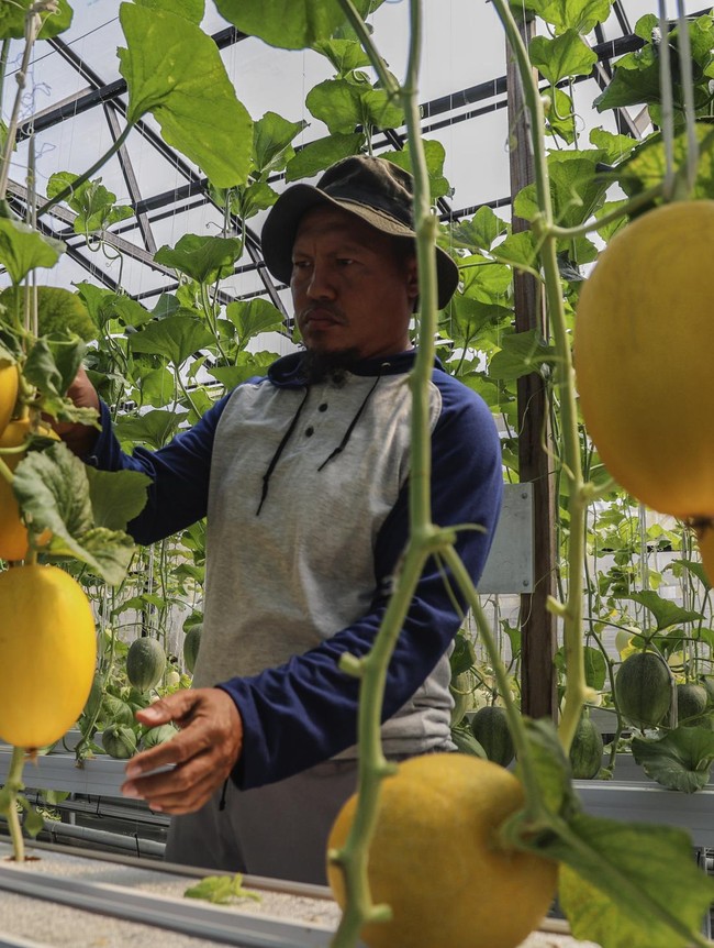 Melon Hidroponik Tumbuh Subur, Panen 300 Kg dari Lahan 180 Meter