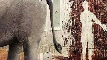 Saat gajah memutuskan buang hajat di tempat yang salah, semua masalah hidup langsung terasa kecil. Foto: Boredpanda