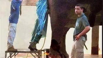 Dokter hewan ini mungkin sudah siap menghadapi apa pun, kecuali momen canggung saat harus memeriksa bagian belakang gajah dari jarak super dekat. Foto: Boredpanda
