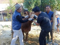 Jelang Idul Adha, Bagaimana Kasus PMK di Lamongan?
