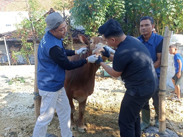 DPKH Lamongan Melakukan Pengawasan Hewan Kurban