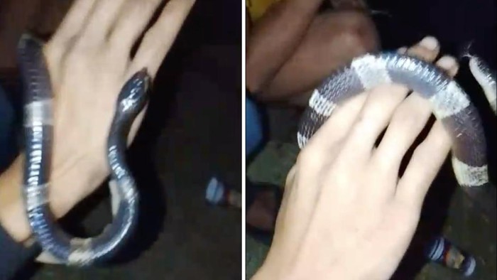 Dua pria di Kota Bogor, Jawa Barat (Jabar) dipatuk ular weling. Nyawa salah satu korban tak terselamatkan. (dok Istimewa)