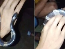 Saat Pemuda Bogor Bercanda dengan Ular Weling Berujung Tewas