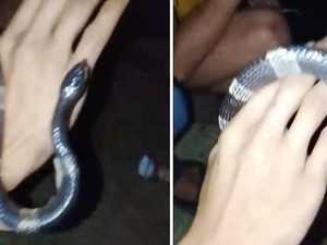Saat Pemuda Bogor Bercanda dengan Ular Weling Berujung Tewas
