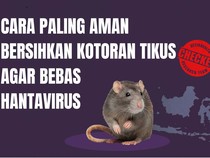 Membersihkan Kotoran Tikus Ternyata Ada Caranya, Salah-salah Kena Hantavirus