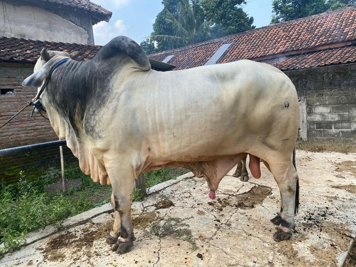 Penampakan sapi bernama Bima Seta yang dibeli Presiden Prabowo Subianto sebagai hewan kurban untuk Idul Adha di Masjid Raya Klaten.