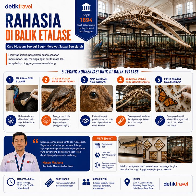 Infografis cara mengawetkan koleksi di Museum Zoologi Bogor.