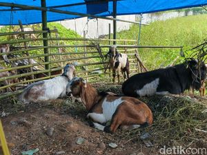 Jenis Kambing Kurban 2026 yang Dijual di Makassar, Mulai Kacang-Benggala