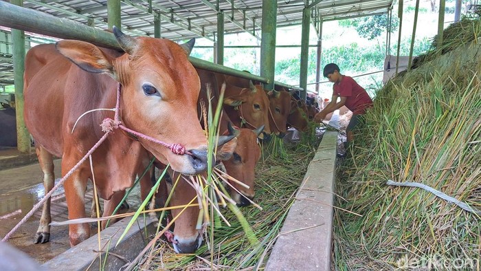 Kondisi hewan kurban peternakan Rumah Kurban yang berlokasi di Kecamatan Cilengkrang, Kabupaten Bandung.