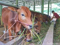 Jangan Salah Pilih! Ini Syarat Sah Hewan Kurban Idul Adha 2026