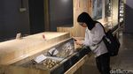 Berjumpa Paus Raksasa-Serangga Langka di Museum Zoologi Kebun Raya Bogor