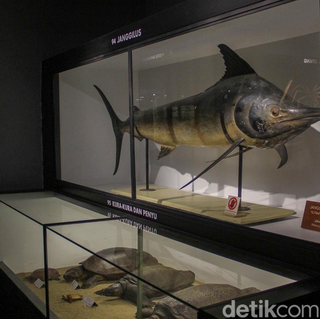 Berjumpa Paus Raksasa-Serangga Langka di Museum Zoologi Kebun Raya Bogor