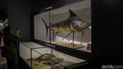 Berjumpa Paus Raksasa-Serangga Langka di Museum Zoologi Kebun Raya Bogor