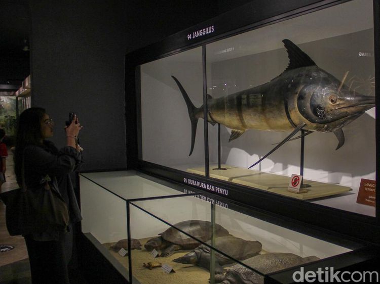 Berjumpa Paus Raksasa-Serangga Langka di Museum Zoologi Kebun Raya Bogor