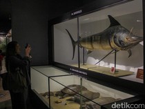 Berjumpa Paus Raksasa-Serangga Langka di Museum Zoologi Kebun Raya Bogor