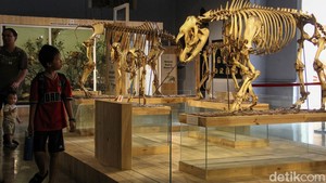 Kasuari-Ikan Kerapu Raksasa di Museum Zoologi Bogor Awet Ratusan Tahun, Ini Rahasianya