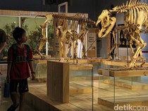 Kasuari-Ikan Kerapu Raksasa di Museum Zoologi Bogor Awet Ratusan Tahun, Ini Rahasianya