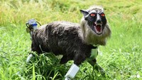 Serangan Beruang Meningkat, Robot Serigala Laris di Jepang