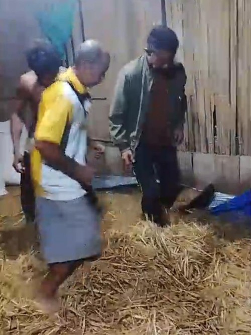 Sejumlah warga Desa Honuk, Kecamatan Amfoang Barat Laut, Kabupaten Kupang, NTT, merontokkan padi secara tradisional dengan cara diinjak, Rabu (13/5/2026) malam.