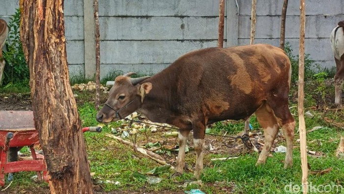 Sapi Bali