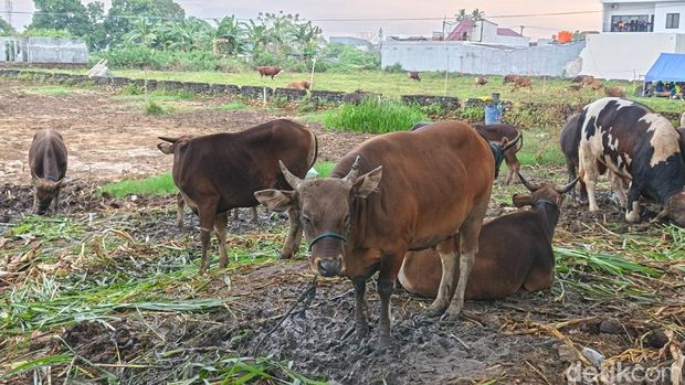 Sapi lokal di Makassar Sapi lokal di Makassar