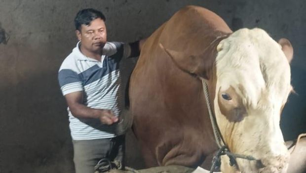 Sapi simental diberi nama Batu Aji dari Dusun Plutungan, Desa Wonolelo, Kecamatan Sawangan, Kabupaten Magelang yang dibeli Presiden Prabowo Subianto untuk kurban. Sapi simental diberi nama Batu Aji dari Dusun Plutungan, Desa Wonolelo, Kecamatan Sawangan, Kabupaten Magelang yang dibeli Presiden Prabowo Subianto untuk kurban.