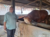 Prabowo Beli Sapi Jumbo 1,2 Ton Asal Lamongan, Kenalin Nih Peternaknya!