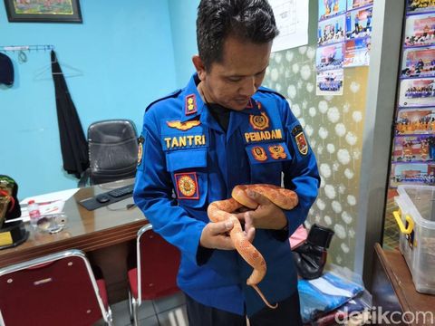 Ular hasil evakuasi yang kini dipelihara di markas Damkar Semarang, Kamis (14/5/2026). Ular hasil evakuasi yang kini dipelihara di markas Damkar Semarang, Kamis (14/5/2026).