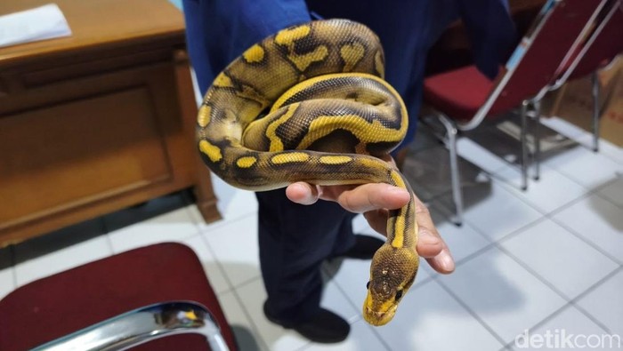 Ular hasil evakuasi yang kini dipelihara di markas Damkar Semarang, Kamis (14/5/2026).