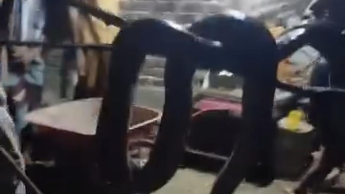 Seekor ular piton sepanjang 7,5 meter mengejutkan warga Buton, Sulawesi Tenggara.