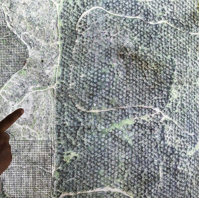 Ironi TWA Bukit Tambi, Kawasan Konservasi di Jambi Dipenuhi Kebun Sawit