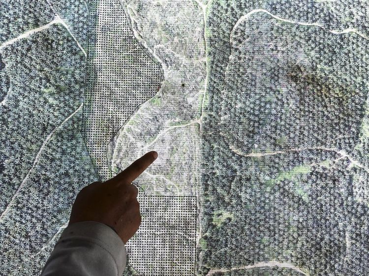 Ironi TWA Bukit Tambi, Kawasan Konservasi di Jambi Dipenuhi Kebun Sawit