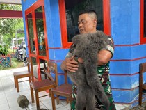 Owa Jawa Ngamuk di Cisarua KBB, Peliharaan Warga yang Kabur dari Kandang