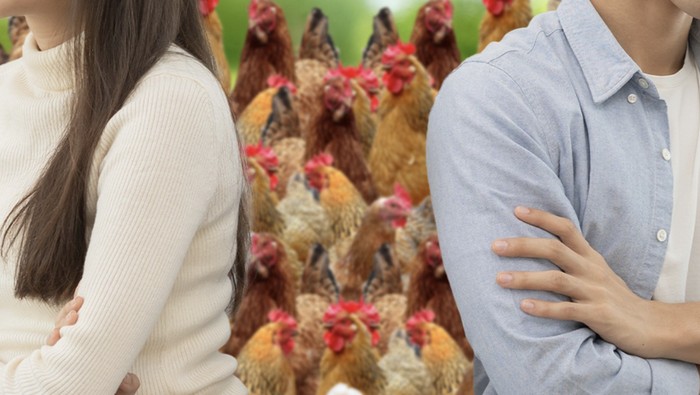 Bukan Rumah atau Mobil, Pasangan Ini Ribut Rebutan 29 Ekor Ayam Saat Cerai