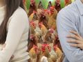 Bukan Rumah atau Mobil, Pasangan Ini Ribut Rebutan 29 Ekor Ayam Saat Cerai