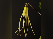 Mengenal Bulbophyllum thiurum, Temuan Anggrek Baru di Kalimantan
