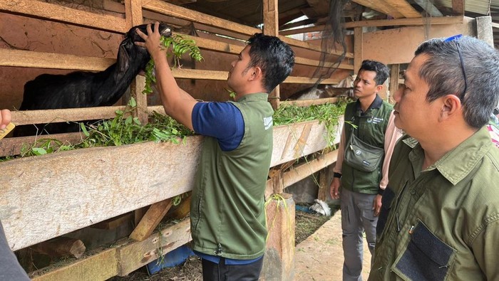 Dinas Pertanian Lubuklinggau lakukan pengecekan hewan kurban