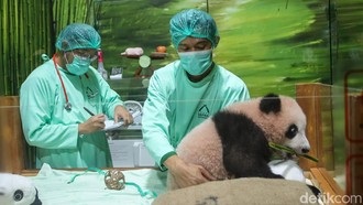 Bayi Panda Pertama di Indonesia Tumbuh Sehat dan Makin Menggemaskan