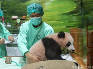 Bayi Panda Pertama di Indonesia Tumbuh Sehat dan Makin Menggemaskan