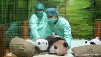 Gemas, Panda Satrio Bisa Dijenguk Akhir Bulan Ini