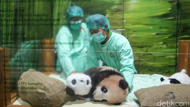 Seekor bayi panda bernama Satrio Wiratama menikmati bambu saat menjalani pemeriksaan kesehatan di Istana Panda, Taman Safari Indonesia (TSI), Kabupaten Bogor, Jawa Barat, Jumat (15/5/2026).Bayi panda yang akrab disapa Rio atau Liao tersebut merupakan panda pertama yang lahir di Indonesia.