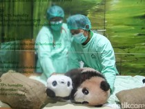 Gemas, Panda Satrio Bisa Dijenguk Akhir Bulan Ini