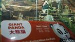 Bikin Gemas! Satrio, Panda Pertama yang Lahir di Indonesia