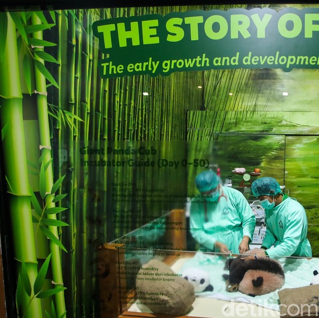 Gemasnya Satrio Wiratama, Panda Pertama yang Lahir di Indonesia