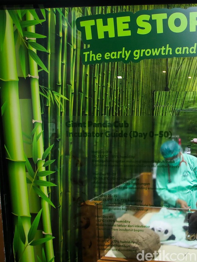 Gemasnya Satrio Wiratama, Panda Pertama yang Lahir di Indonesia