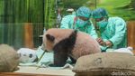 Bikin Gemas! Satrio, Panda Pertama yang Lahir di Indonesia