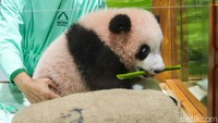 Bayi Panda Satrio Wiratama Bisa Dijenguk di Taman Safari Mulai 30 Mei