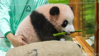 Bahagianya China Dengar Bayi Panda Lahir di Taman Safari Indonesia
