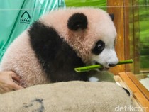 Bahagianya China Dengar Bayi Panda Lahir di Taman Safari Indonesia