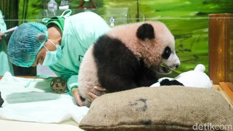 Dari Pink ke Gemoy, Perkembangan Terbaru Bayi Panda Rio di Taman Safari